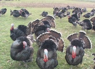 New Year’s Dinner and My Family’s Turkey Tradition